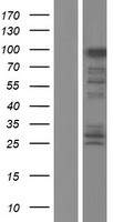 FAM83G Protein - Western validation with an anti-DDK antibody * L: Control HEK293 lysate R: Over-expression lysate