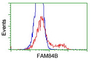 FAM84B Antibody - HEK293T cells transfected with either overexpress plasmid (Red) or empty vector control plasmid (Blue) were immunostained by anti-FAM84B antibody, and then analyzed by flow cytometry.