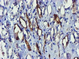 FAM84B Antibody - IHC of paraffin-embedded Human Kidney tissue using anti-FAM84B mouse monoclonal antibody.