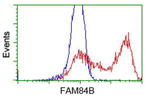 FAM84B Antibody - HEK293T cells transfected with either overexpress plasmid (Red) or empty vector control plasmid (Blue) were immunostained by anti-FAM84B antibody, and then analyzed by flow cytometry.