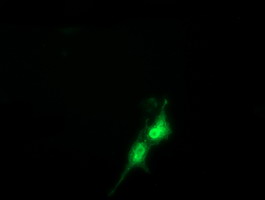 FAM84B Antibody - Anti-FAM84B mouse monoclonal antibody  immunofluorescent staining of COS7 cells transiently transfected by pCMV6-ENTRY FAM84B.