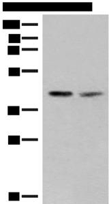 FAM84B Antibody - Western blot analysis of PC3 and HUVEC cell lysates  using FAM84B Polyclonal Antibody at dilution of 1:400