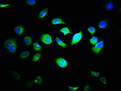 FAM89B Antibody - Immunofluorescence staining of A549 cells with FAM89B Antibody at 1:33, counter-stained with DAPI. The cells were fixed in 4% formaldehyde, permeabilized using 0.2% Triton X-100 and blocked in 10% normal Goat Serum. The cells were then incubated with the antibody overnight at 4°C. The secondary antibody was Alexa Fluor 488-congugated AffiniPure Goat Anti-Rabbit IgG(H+L).
