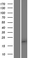 FAM89B Protein - Western validation with an anti-DDK antibody * L: Control HEK293 lysate R: Over-expression lysate