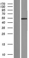 FAM90A18 Protein - Western validation with an anti-DDK antibody * L: Control HEK293 lysate R: Over-expression lysate