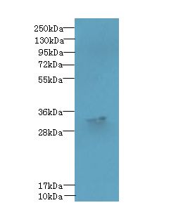 FAM92A1 Antibody - Western blot. All lanes: FAM92A1 antibody at 1 ug/ml+ Mouse brain tissue Goat polyclonal to rabbit at 1:10000 dilution. Predicted band size: 33 kDa. Observed band size: 33 kDa.