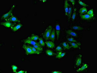 FAM92A1 Antibody - Immunofluorescent analysis of Hela cells using FAM92A1 Antibody at dilution of 1:100 and Alexa Fluor 488-congugated AffiniPure Goat Anti-Rabbit IgG(H+L)