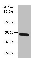 FAM92A1 Antibody - Western blot All lanes: FAM92A1 antibody at 1µg/ml + Mouse brain tissue Secondary Goat polyclonal to rabbit IgG at 1/10000 dilution Predicted band size: 34, 29, 32, 31, 12 kDa Observed band size: 34 kDa