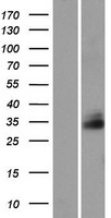FAM92A1 Protein - Western validation with an anti-DDK antibody * L: Control HEK293 lysate R: Over-expression lysate