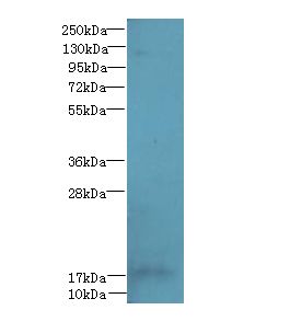 FAM96A Antibody - Western blot. All lanes: FAM96A antibody at 8 ug/ml+ NIH/3T3 whole cell lysate Goat polyclonal to rabbit at 1:10000 dilution. Predicted band size: 18 kDa. Observed band size: 18 kDa.