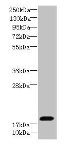 FAM96A Antibody - Western blot All lanes: FAM96A antibody at 8µg/ml + NIH/3T3 whole cell lysate Secondary Goat polyclonal to rabbit IgG at 1/10000 dilution Predicted band size: 19, 12 kDa Observed band size: 19 kDa