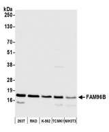 FAM96B Antibody - Detection of human and mouse FAM96B by western blot. Samples: Whole cell lysate (50 µg) from HEK293T, RKO, K-562, mouse TCMK-1, and mouse NIH 3T3 cells prepared using NETN lysis buffer. Antibody: Affinity purified rabbit anti-FAM96B antibody used for WB at 1:1000. Detection: Chemiluminescence with an exposure time of 10 seconds.