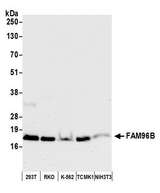 FAM96B Antibody - Detection of human and mouse FAM96B by western blot. Samples: Whole cell lysate (50 µg) from HEK293T, RKO, K-562, mouse TCMK-1, and mouse NIH 3T3 cells prepared using NETN lysis buffer. Antibody: Affinity purified rabbit anti-FAM96B antibody used for WB at 1:1000. Detection: Chemiluminescence with an exposure time of 10 seconds.