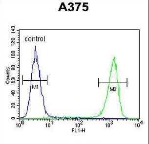FAM96B Antibody - FA96B Antibody flow cytometry of A375 cells (right histogram) compared to a negative control cell (left histogram). FITC-conjugated goat-anti-rabbit secondary antibodies were used for the analysis.