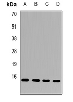 FAM96B Antibody - Western blot analysis of FAM96B expression in HeLa (A); MCF7 (B); mouse heart (C); mouse testis (D) whole cell lysates.