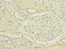 FAM96B Antibody - Immunohistochemistry of paraffin-embedded human kidney tissue at dilution of 1:100