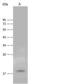 FAM96B Antibody - Anti-FAM96B rabbit polyclonal antibody at 1:500 dilution. Lane A: K562 Whole Cell Lysate. Lysates/proteins at 30 ug per lane. Secondary: Goat Anti-Rabbit IgG (H+L)/HRP at 1/10000 dilution. Developed using the ECL technique. Performed under reducing conditions. Predicted band size: 18 kDa. Observed band size: 18 kDa.