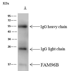 FAM96B Antibody - FAM96B was immunoprecipitated using: Lane A: 0.5 mg K562 Whole Cell Lysate. 1 uL anti-FAM96B rabbit polyclonal antibody and 60 ug of Immunomagnetic beads Protein A/G. Primary antibody: Anti-FAM96B rabbit polyclonal antibody, at 1:500 dilution. Secondary antibody: Goat Anti-Rabbit IgG (H+L)/HRP at 1/10000 dilution. Developed using the ECL technique. Performed under reducing conditions. Predicted band size: 18 kDa. Observed band size: 17 kDa.