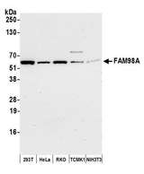 FAM98A Antibody - Detection of human and mouse FAM98A by western blot. Samples: Whole cell lysate (50 µg) from HEK293T, HeLa, RKO, mouse TCMK-1, and mouse NIH 3T3 cells prepared using NETN lysis buffer. Antibody: Affinity purified rabbit anti-FAM98A antibody used for WB at 1:1000. Detection: Chemiluminescence with an exposure time of 30 seconds.