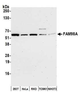FAM98A Antibody - Detection of human and mouse FAM98A by western blot. Samples: Whole cell lysate (50 µg) from HEK293T, HeLa, RKO, mouse TCMK-1, and mouse NIH 3T3 cells prepared using NETN lysis buffer. Antibody: Affinity purified rabbit anti-FAM98A antibody used for WB at 1:1000. Detection: Chemiluminescence with an exposure time of 30 seconds.