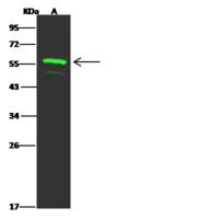 FAM98A Antibody - Anti-FAM98A rabbit polyclonal antibody at 1:500 dilution. Lane A: MCF7 Whole Cell Lysate. Lysates/proteins at 30 ug per lane. Secondary: Goat Anti-Rabbit IgG H&L (Dylight 800) at 1/10000 dilution. Developed using the Odyssey technique. Performed under reducing conditions. Predicted band size: 55 kDa. Observed band size: 55 kDa.