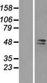 FAM98A Protein - Western validation with an anti-DDK antibody * L: Control HEK293 lysate R: Over-expression lysate