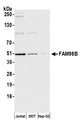 FAM98B Antibody - Detection of human FAM98B by western blot. Samples: Whole cell lysate (15 µg) from Jurkat, HEK293T, and Hep-G2 cells prepared using NETN lysis buffer. Antibody: Affinity purified rabbit anti-FAM98B antibody used for WB at 1:1000. Detection: Chemiluminescence with an exposure time of 30 seconds.