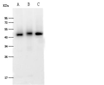 FAM98B Antibody - Anti-FAM98B rabbit polyclonal antibody at 1:500 dilution. Lane A: Raji Whole Cell Lysate. Lane B: Caco2 Whole Cell Lysate. Lane C: Jurkat Whole Cell Lysate. Lysates/proteins at 30 ug per lane. Secondary: Goat Anti-Rabbit IgG (H+L)/HRP at 1/10000 dilution. Developed using the ECL technique. Performed under reducing conditions. Predicted band size: 37 kDa. Observed band size: 45 kDa.