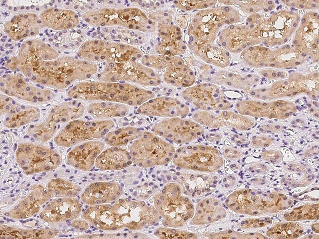 FAM9B Antibody - Immunochemical staining of human FAM9B in human kidney with rabbit polyclonal antibody at 1:300 dilution, formalin-fixed paraffin embedded sections.
