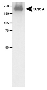 FANCA Antibody - Detection of FANC A in transfected COS1 cell lysate.