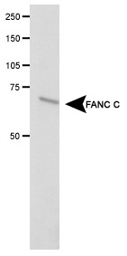 FANCC Antibody - Detection of FANC C in transfected COS1 cell lysate.