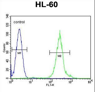 FANCC Antibody - FANCC Antibody flow cytometry of HL-60 cells (right histogram) compared to a negative control cell (left histogram). FITC-conjugated goat-anti-rabbit secondary antibodies were used for the analysis.
