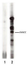 FANCC Antibody - FANCC Antibody - Western Blot on cells overexpressing FANCC probed with 1. pre-immune serum and 2. anti-FANCC .