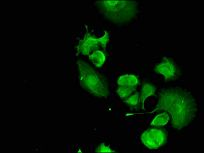 FANCC Antibody - Immunofluorescent analysis of MCF-7 cells using FANCC Antibody at dilution of 1:100 and Alexa Fluor 488-congugated AffiniPure Goat Anti-Rabbit IgG(H+L)