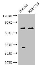 FANCC Antibody - Western Blot Positive WB detected in: HepG2 whole cell lysate, Jurkat whole cell lysate, K562 whole cell lysate, NIH/3T3 whole cell lysate All lanes: FANCC antibody at 3µg/ml Secondary Goat polyclonal to rabbit IgG at 1/50000 dilution Predicted band size: 64 kDa Observed band size: 64, 33 kDa
