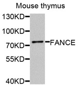 FANCE Antibody - Western blot analysis of extracts of mouse thymus cells.