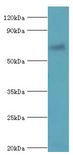 FANCG Antibody - Western blot. All lanes: Fanconi anemia group G protein antibody at 4 ug/ml+mouse gonad tissue. Secondary antibody: Goat polyclonal to rabbit at 1:10000 dilution. Predicted band size: 69 kDa. Observed band size: 69 kDa.
