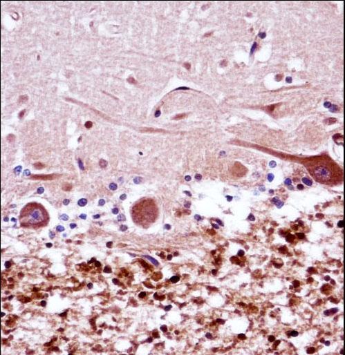 FANCG Antibody - FANCG Antibody immunohistochemistry of formalin-fixed and paraffin-embedded human cerebellum tissue followed by peroxidase-conjugated secondary antibody and DAB staining.