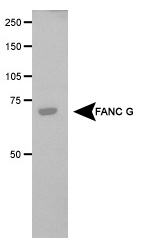 FANCG Antibody - Detection of FANC G in transfected COS1 cell lysate.