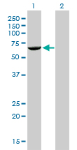 FANCG Antibody - Western Blot analysis of FANCG expression in transfected 293T cell line by FANCG monoclonal antibody (M01), clone 2C8.Lane 1: FANCG transfected lysate(68.6 KDa).Lane 2: Non-transfected lysate.