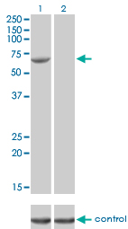 FANCG Antibody - Western blot analysis of FANCG over-expressed 293 cell line, cotransfected with FANCG Validated Chimera RNAi (Lane 2) or non-transfected control (Lane 1). Blot probed with FANCG monoclonal antibody (M01), clone 2C8 . GAPDH ( 36.1 kDa ) used as specificity and loading control.
