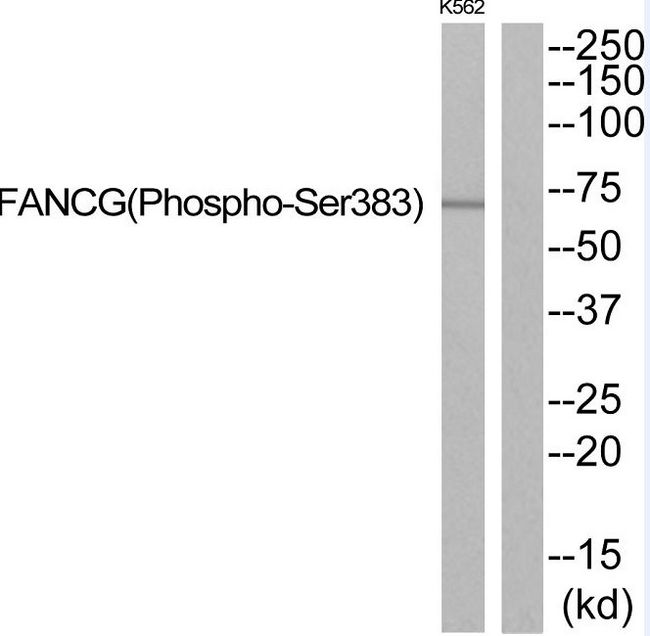 FANCG Antibody - Western blot of extracts from K562, using FANCG (Phospho-Ser383) Antibody