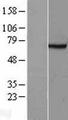 FANCG Protein - Western validation with an anti-DDK antibody * L: Control HEK293 lysate R: Over-expression lysate