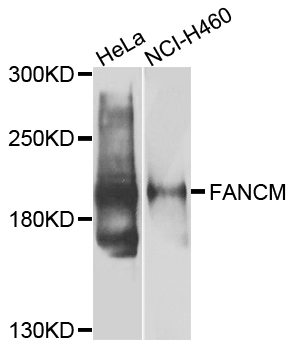 FANCM Antibody - Western blot analysis of extracts of various cells.