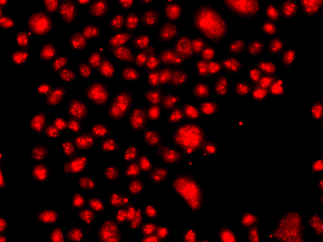 FANCM Antibody - Immunofluorescence analysis of A549 cells.