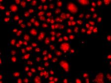 FANCM Antibody - Immunofluorescence analysis of A549 cells.