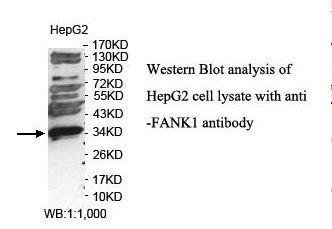 FANK1 Antibody
