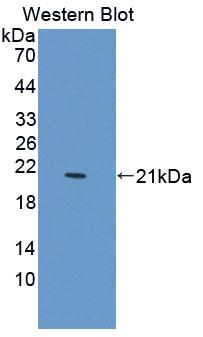 FAP-1 / PTPN13 Antibody