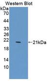 FAP-1 / PTPN13 Antibody