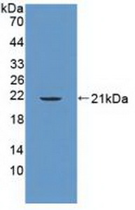 FAP-1 / PTPN13 Antibody - Western Blot; Sample: Recombinant PTPN13, Human.